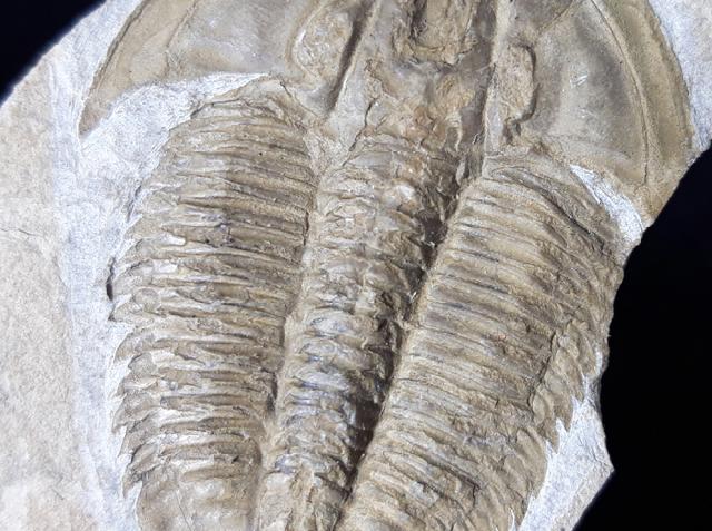 Proasaphiscus rigidus (JEGOROVA & SAVITZKY 1968) - Bild © FossNet FossilienStore